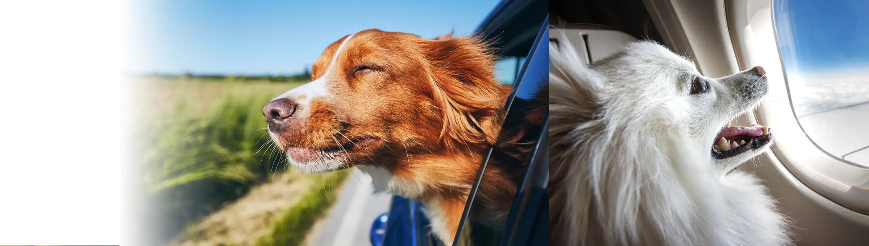 Your Pet Data contains all of the information you need to travel with your pet.